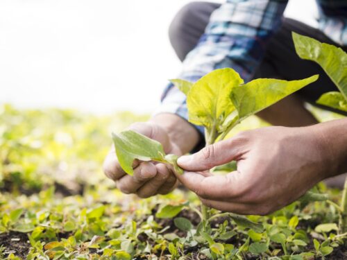 Agropecuária apresenta melhor resultado no PIB do Ceará